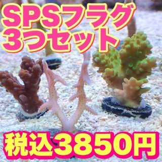 アクアスタイルユー（AQUASTYLEYOU）｜海水魚・サンゴの通販 販売