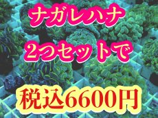 画像1: ブランチナガレハナ　2つセットで税込6600円 (1)