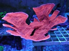 画像1: No.1 Grafted montipora foliosa ultra frag ウスコモン (1)