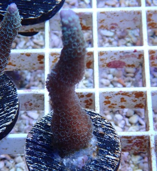 No.2 Montipora samarensis SPS|SPS ハードコーラル　アクアスタイルユー サンゴ 通販 販売 ASY