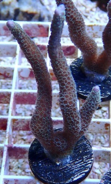 No.2 Montipora samarensis SPS|SPS ハードコーラル　アクアスタイルユー サンゴ 通販 販売 ASY
