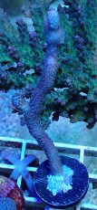 画像1: No.7 Montipora samarensis SPS (1)