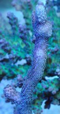 画像2: No.7 Montipora samarensis SPS (2)