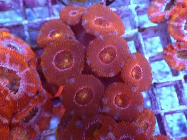 【 CoralGarage 】送料安！ 超美個体　高発色　カクオオトゲキクメイシ　キクメイシ　カク　540
