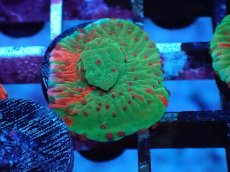 画像1: No.5 Grafted montipora ultra frag (1)