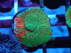 画像2: No.5 Grafted montipora ultra frag (2)