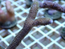 画像2: No.2 Montipora samarensis SPS　サマレンシス (2)