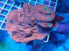 画像1: No.1 Grafted montipora ultra frag　XXLサイズ (1)