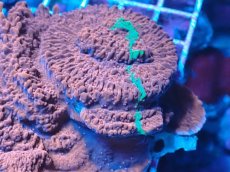 画像2: No.1 Grafted montipora ultra frag　XXLサイズ (2)