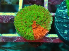 画像1: No.1 Grafted montipora ultra frag (1)