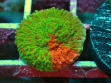 画像2: No.1 Grafted montipora ultra frag (2)