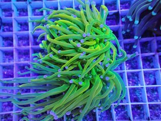 アクアスタイルユー（AQUASTYLEYOU）｜海水魚・サンゴの通販 販売