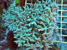 画像1: No.1 Acropora Spesiosa　スペシオーサ (1)