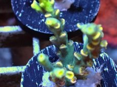 画像2: No.1　Acropora　スペシオーサ (2)