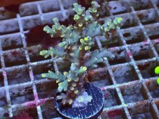 画像1: No.2　Acropora　spesiosa　スペシオーサ (1)