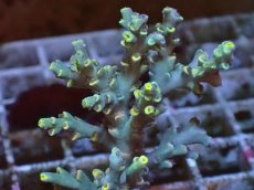 画像2: No.2　Acropora　spesiosa　スペシオーサ (2)