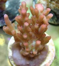 画像2: No.6 CE Frag  Acropora Strawberry Scake（イチゴ） (2)