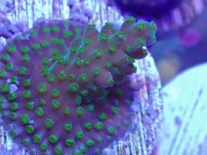 画像2: No.8 CE Frag  Acropora King Picolo (2)