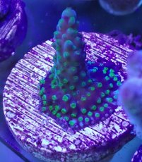 画像1: No.9 CE Frag  Acropora King Picolo (1)