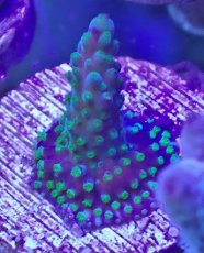 画像2: No.9 CE Frag  Acropora King Picolo (2)