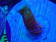 画像1: No.12 CE Frag  Montipora Digitata Bubblegum (1)