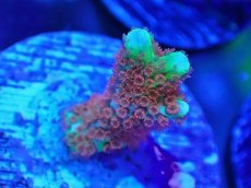 画像1: No.13 CE Frag  Montipora Digitata Bubblegum (1)