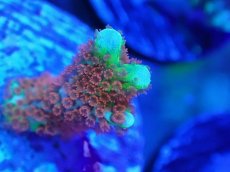 画像2: No.13 CE Frag  Montipora Digitata Bubblegum (2)