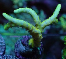 画像1: No.14 CE Frag Anacropora golden rod　トゲミドリイシ (1)