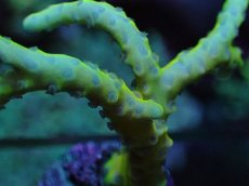 画像2: No.14 CE Frag Anacropora golden rod　トゲミドリイシ (2)