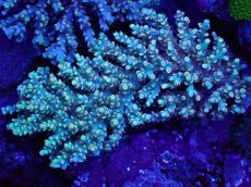 画像1: No.2 Acropora Spesiosa　スペシオーサ (1)