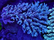 画像1: No.3 Acropora Spesiosa　スペシオーサ (1)