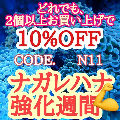 割引！　ナガレハナ強化週間