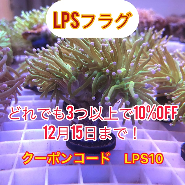 LPSフラグ　３つ以上で１０％OFF