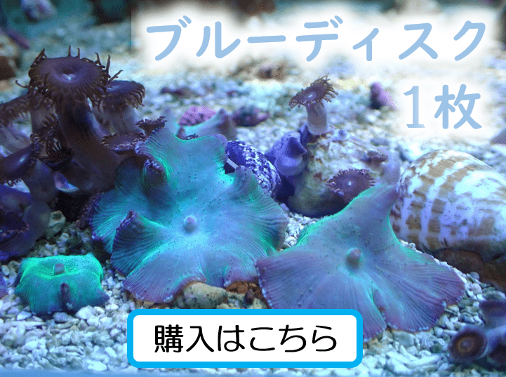 アクアスタイルユー（AQUASTYLEYOU）｜海水魚・サンゴの通販 販売