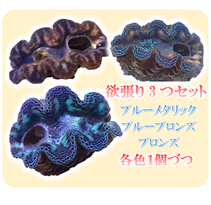 アクアスタイルユー（AQUASTYLEYOU）｜海水魚・サンゴの通販 販売