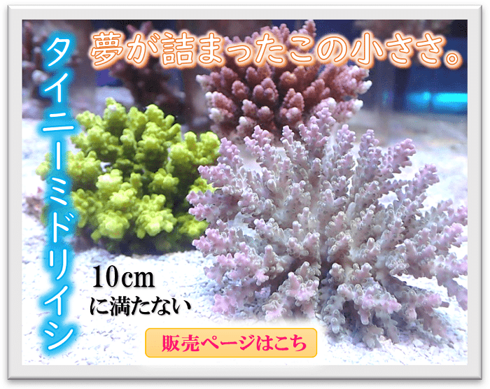 アクアスタイルユー（AQUASTYLEYOU）｜海水魚・サンゴの通販 販売