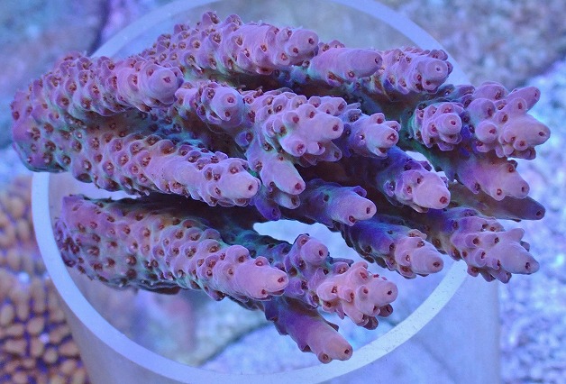 No.20 オオバナサンゴ|ハードコーラル プクプク系 アクアスタイルユー サンゴ 通販 販売 ユラユラ ASY - 魚類、水生生物